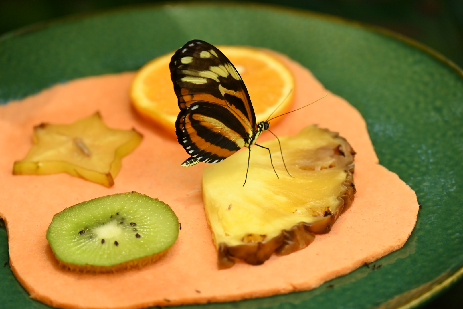 Schmetterling beim Essen