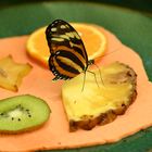 Schmetterling beim Essen