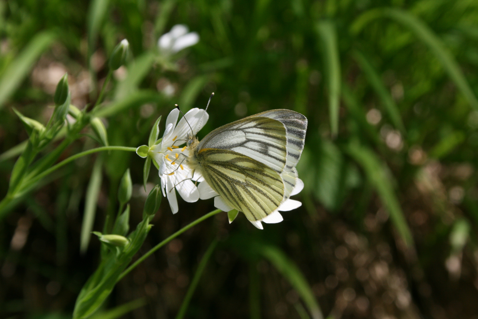 Schmetterling beim Ettlinger Panoramaweg