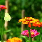 Schmetterling beim Flueg