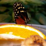 Schmetterling beim fressen