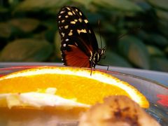 Schmetterling beim fressen