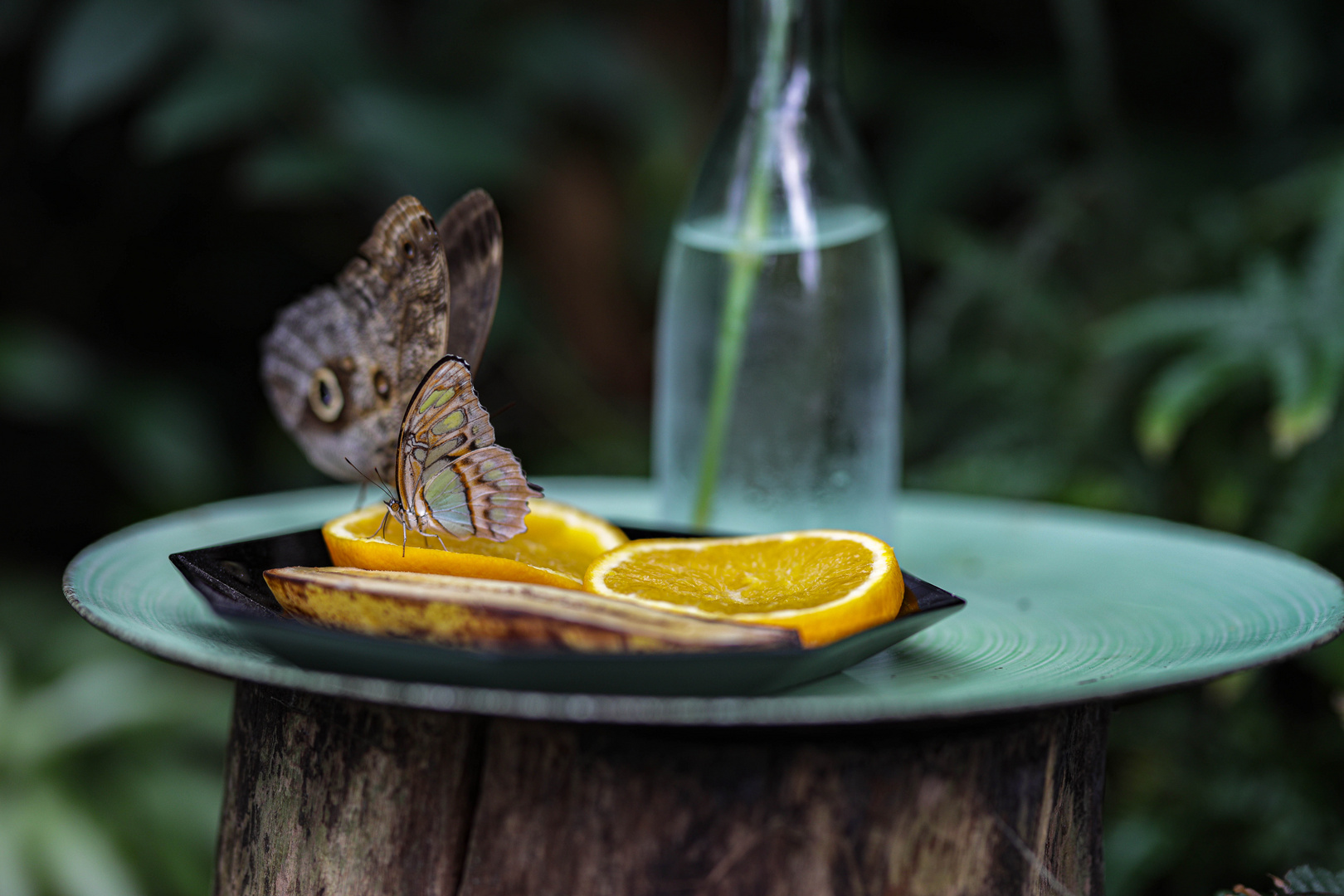 Schmetterling beim fressen