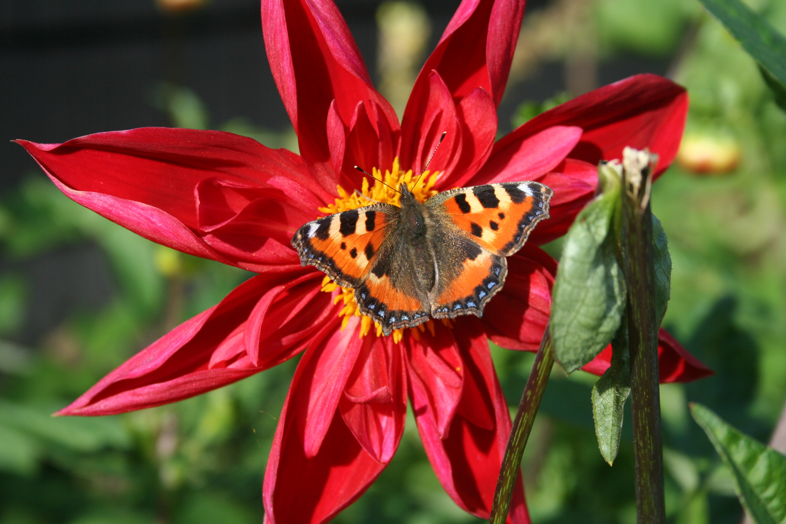 Schmetterling beim Frühstück