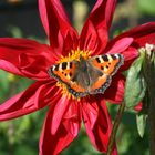 Schmetterling beim Frühstück