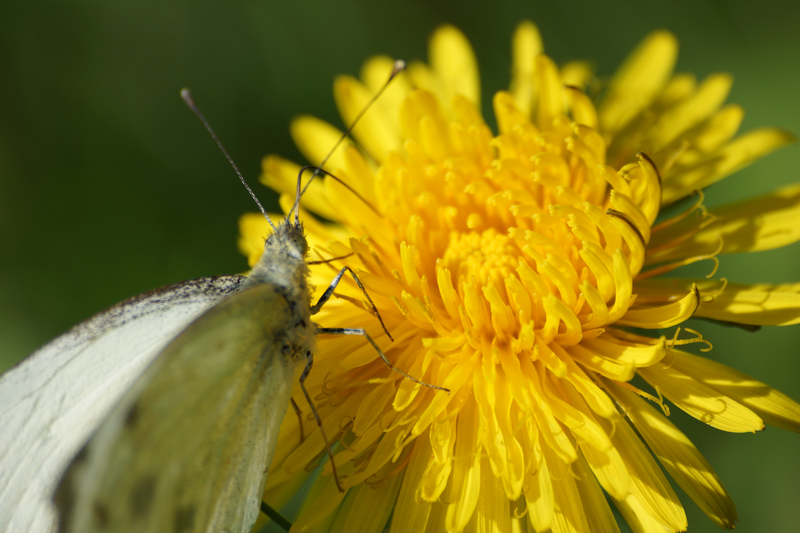 Schmetterling beim Frühstück