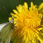 Schmetterling beim Frühstück