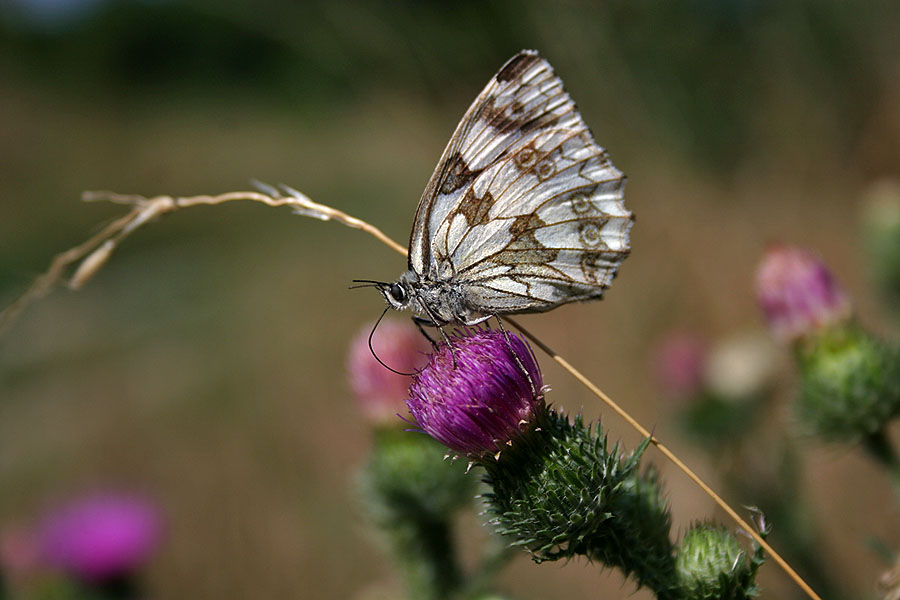 Schmetterling beim Frühstück