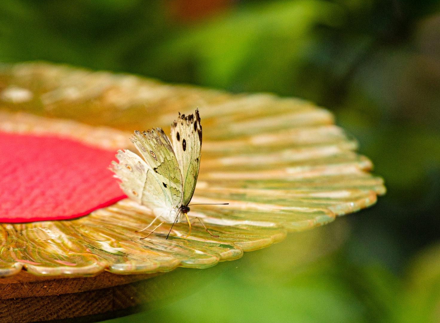 Schmetterling beim Futtern