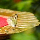 Schmetterling beim Futtern