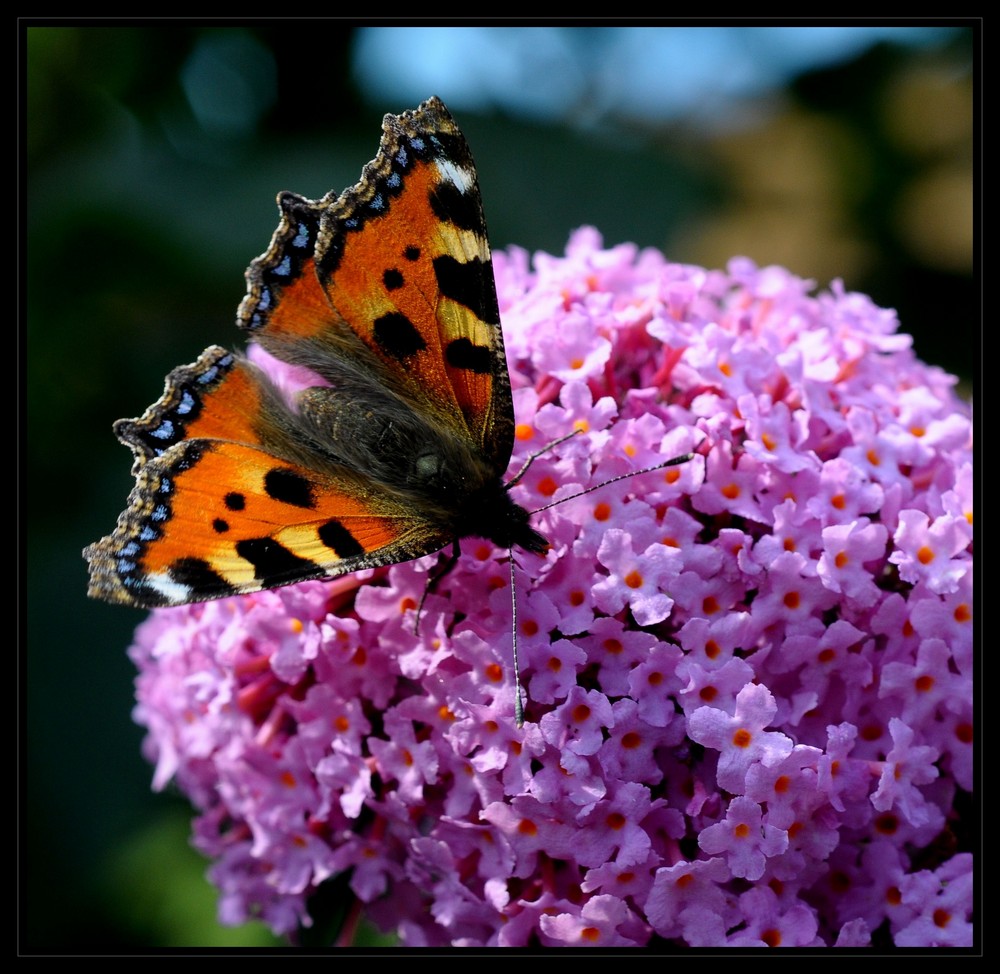 Schmetterling beim futtern