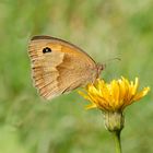 Schmetterling beim Honig sammeln