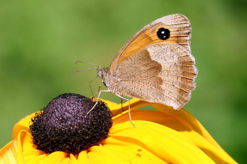 Schmetterling beim kleinen Snack .