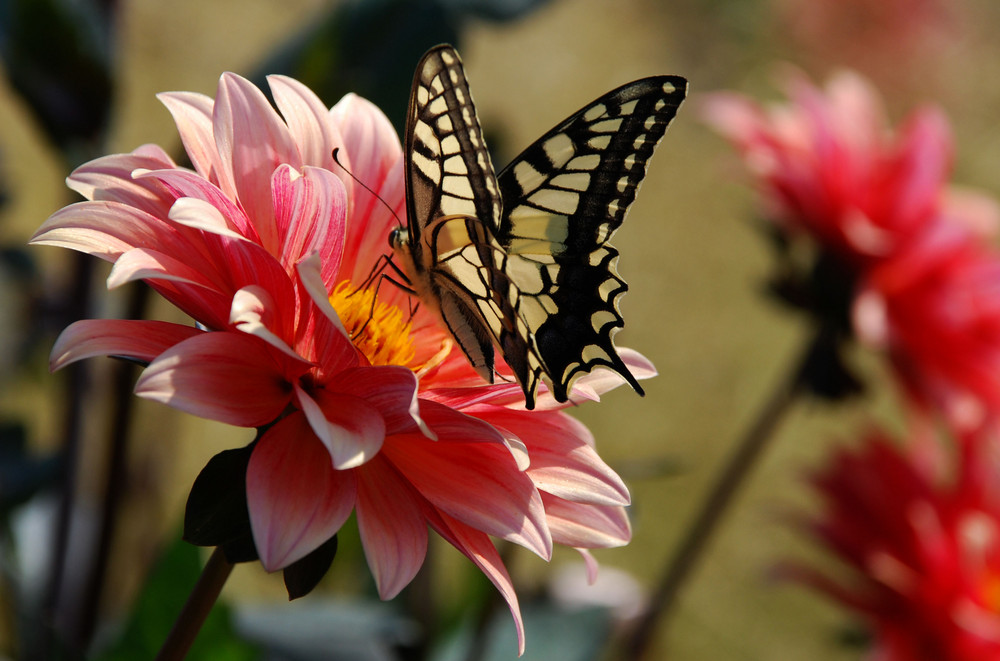 Schmetterling beim Lunch