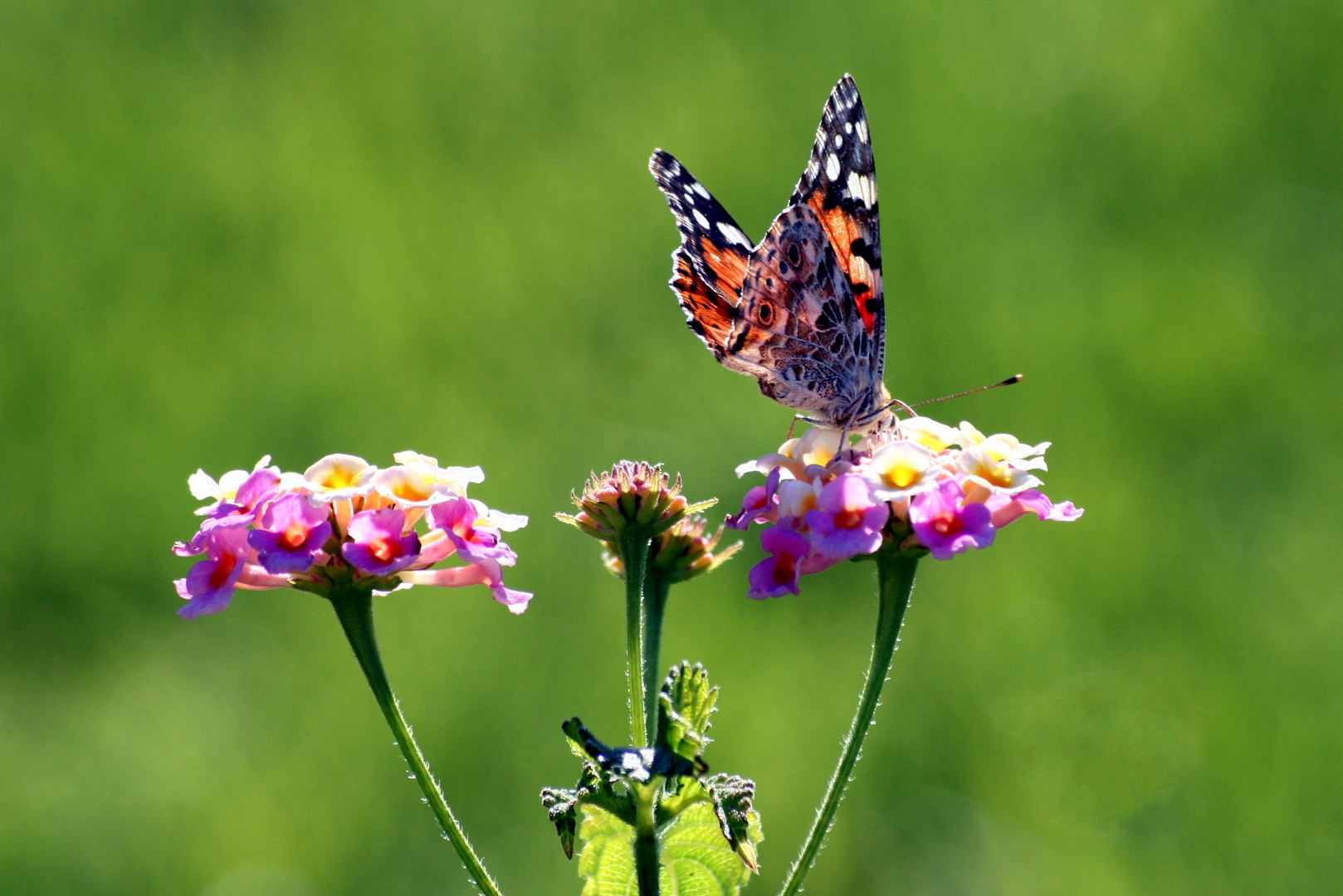 Schmetterling beim Mahl