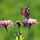 Schmetterling beim Mahl