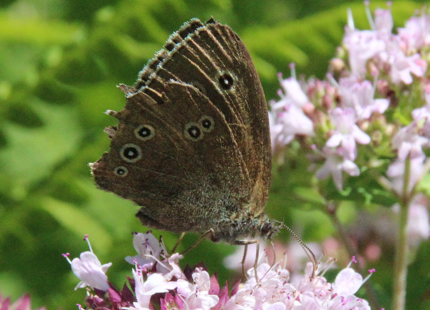 Schmetterling beim Mittagessen