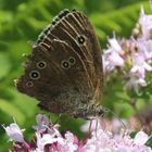 Schmetterling beim Mittagessen