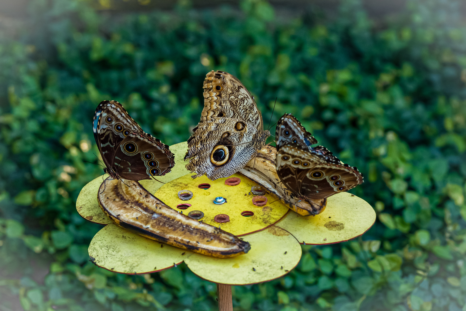 Schmetterling beim Mittagessen