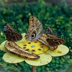 Schmetterling beim Mittagessen