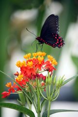 Schmetterling beim Nachmittagskaffee