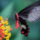 Schmetterling beim Naschen