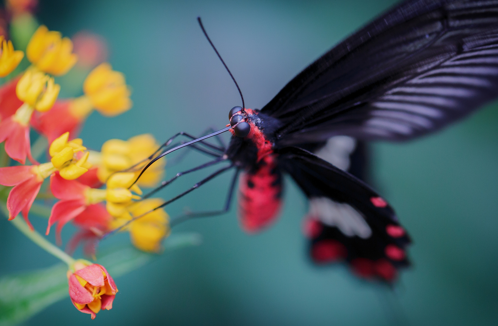 Schmetterling beim Naschen II