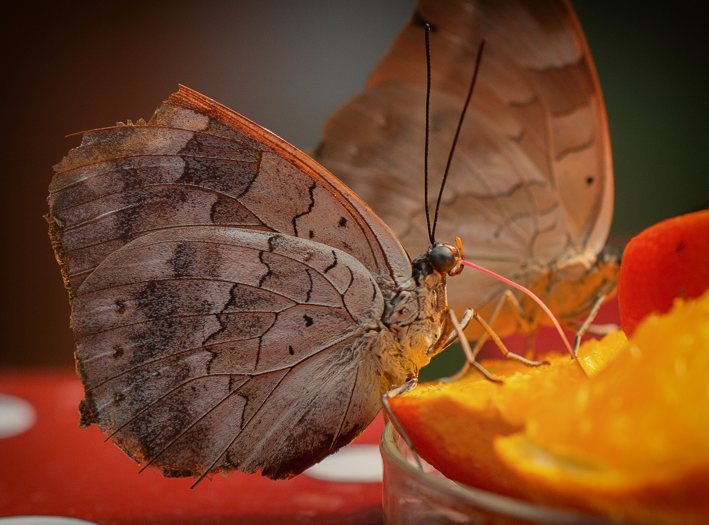 Schmetterling beim Naschen III