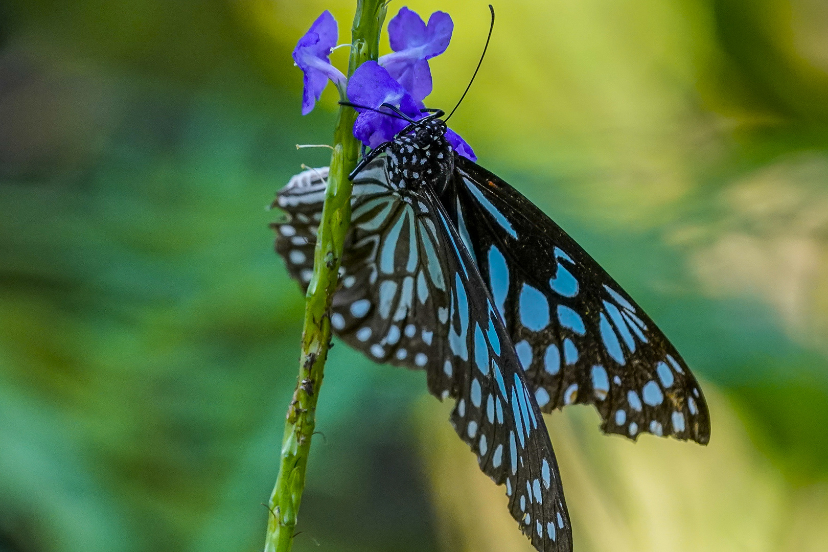 Schmetterling beim Nektar saugen