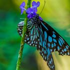 Schmetterling beim Nektar saugen