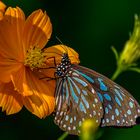 Schmetterling beim Nektar saugen