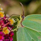 Schmetterling beim Nektar schlürfen