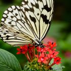 Schmetterling beim Nektar schlürfen