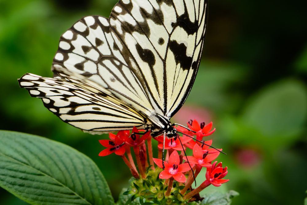 Schmetterling beim Nektar schlürfen