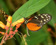 Schmetterling beim Nektar schlürfen