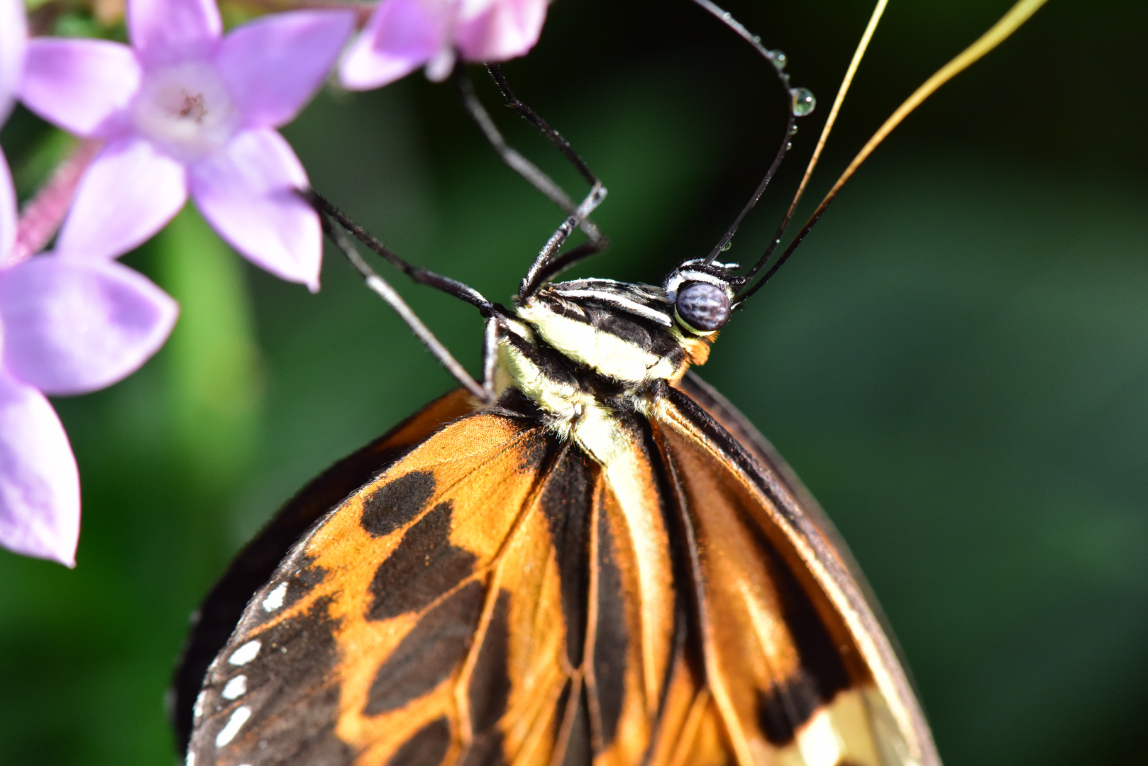 Schmetterling beim Nektar schlürfen