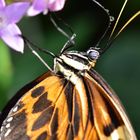 Schmetterling beim Nektar schlürfen