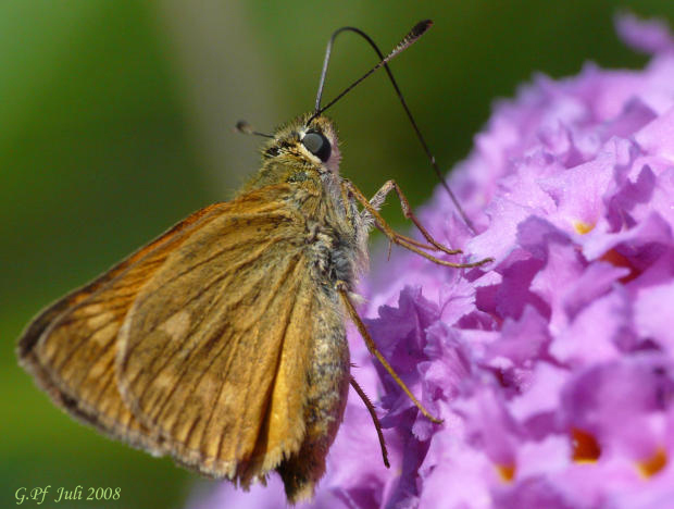 Schmetterling beim Nektarschlürfen