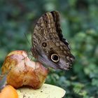 Schmetterling beim Obstessen