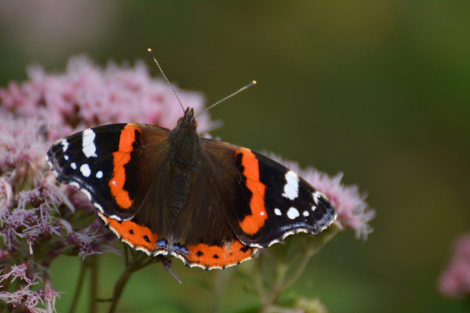 Schmetterling beim Posieren