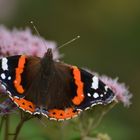 Schmetterling beim Posieren