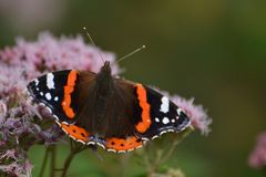 Schmetterling beim Posieren