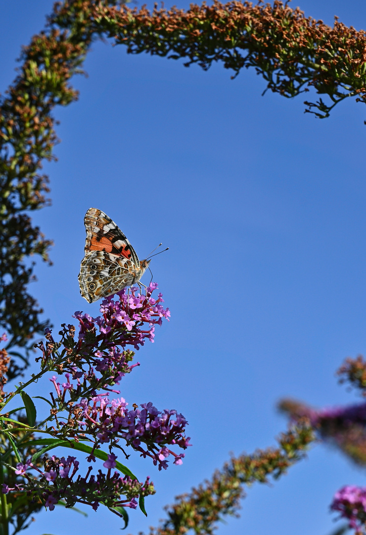 Schmetterling beim Resteessen