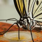 Schmetterling beim Saugen