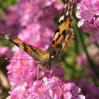 Schmetterling beim Saugen