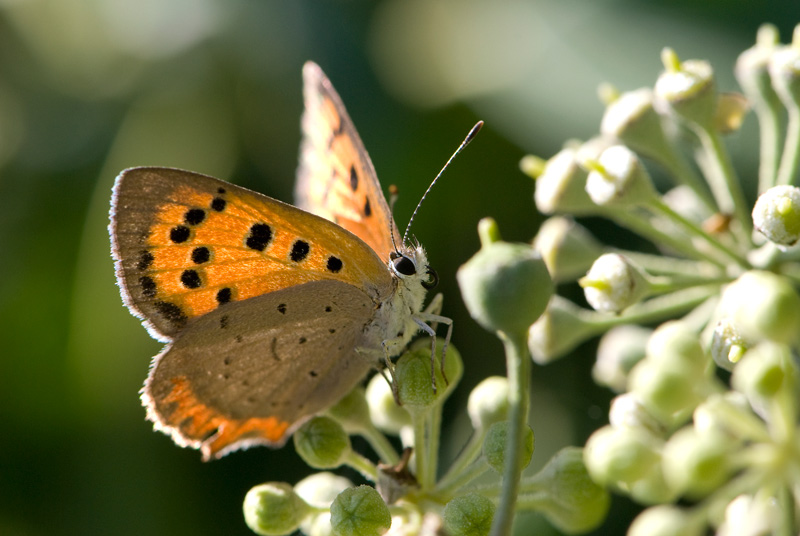 ...........Schmetterling beim Shooting..................