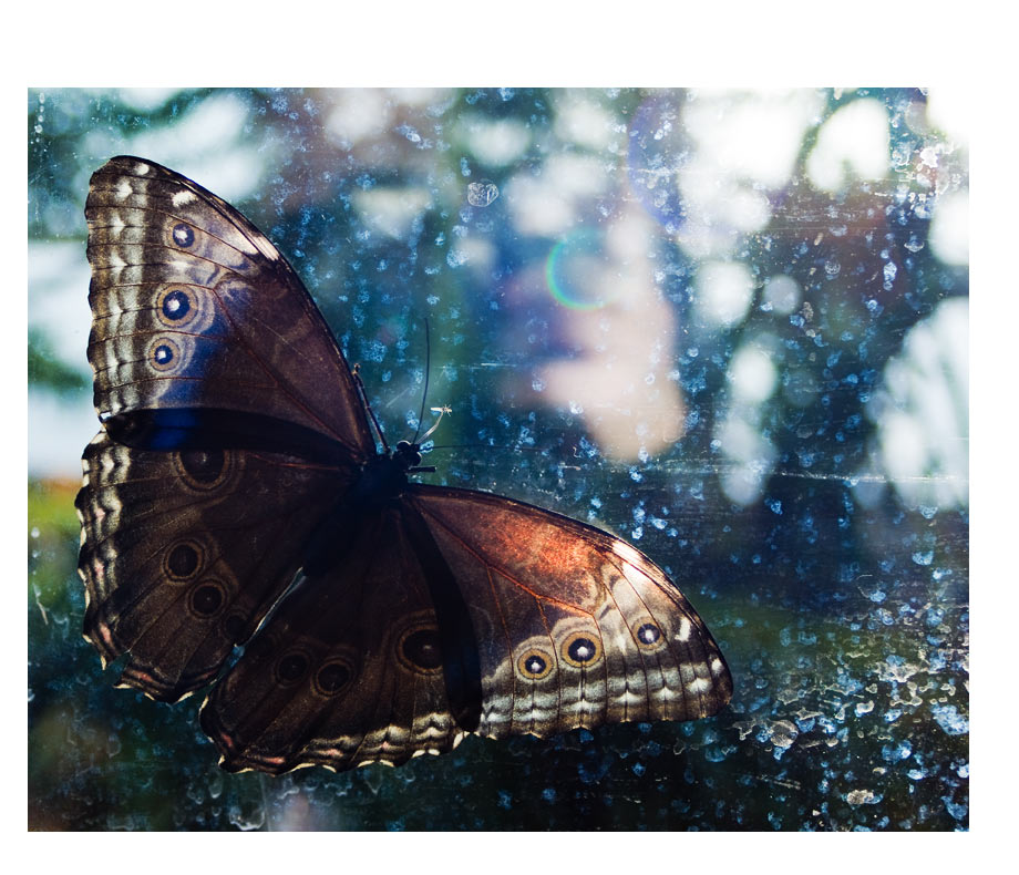 Schmetterling beim Sonne tanken