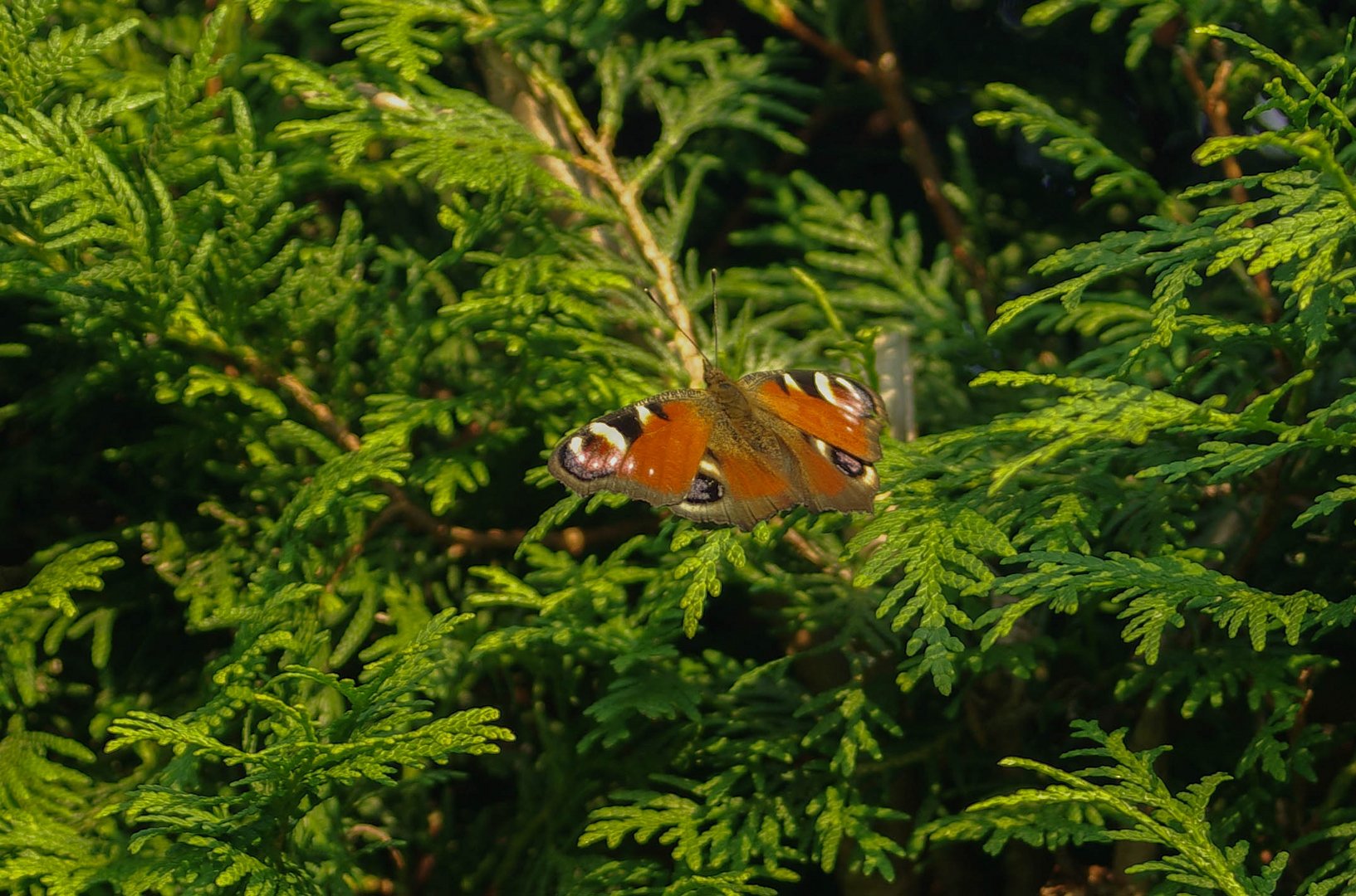 Schmetterling beim sonnen