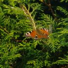 Schmetterling beim sonnen