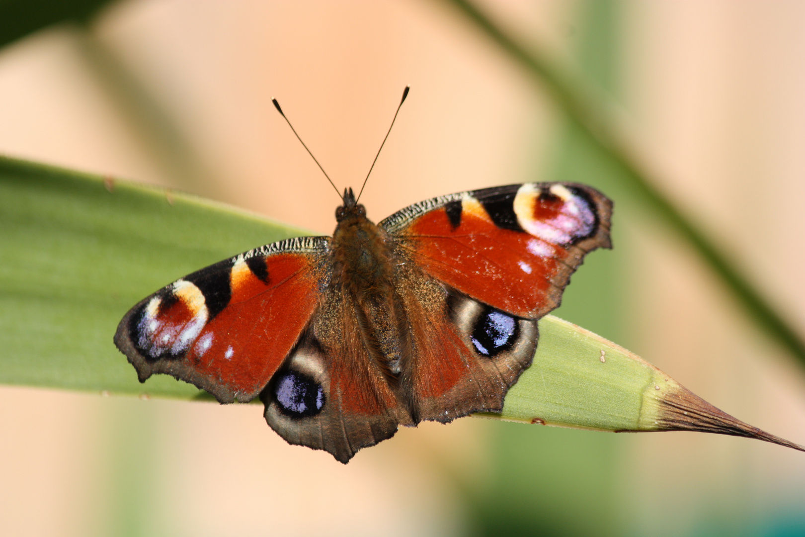 Schmetterling beim Sonnen